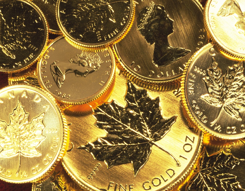 Canadian Gold Maples